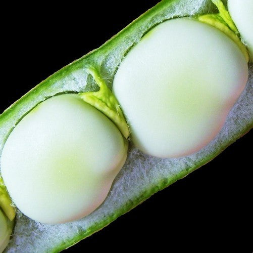Broad Beans '(Early Broad) Witkiem' 100g
