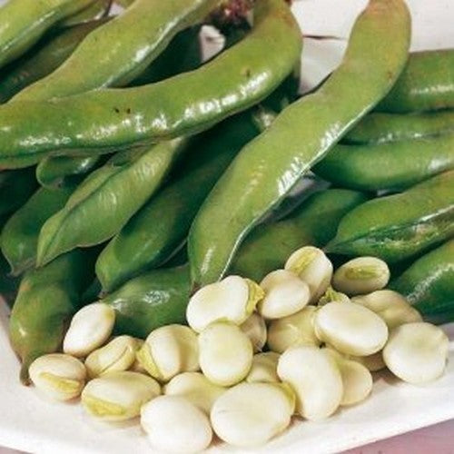 Broad Beans '(Early Broad) Witkiem' 100g