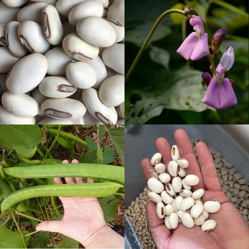 Sword Beans, White