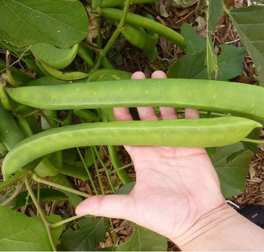Sword Beans, White