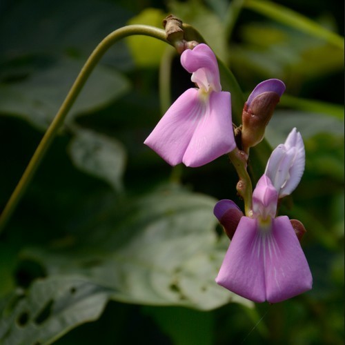 Sword Beans, White