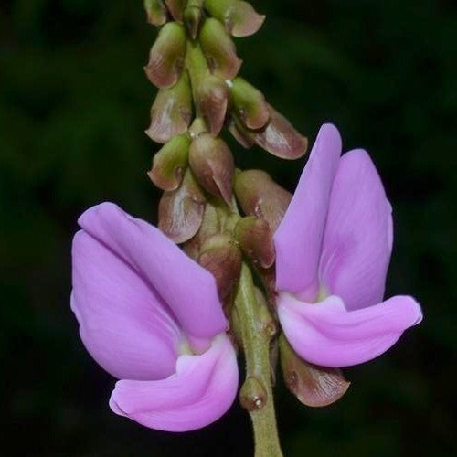 Sword Beans, White