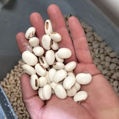 Sword Beans, White