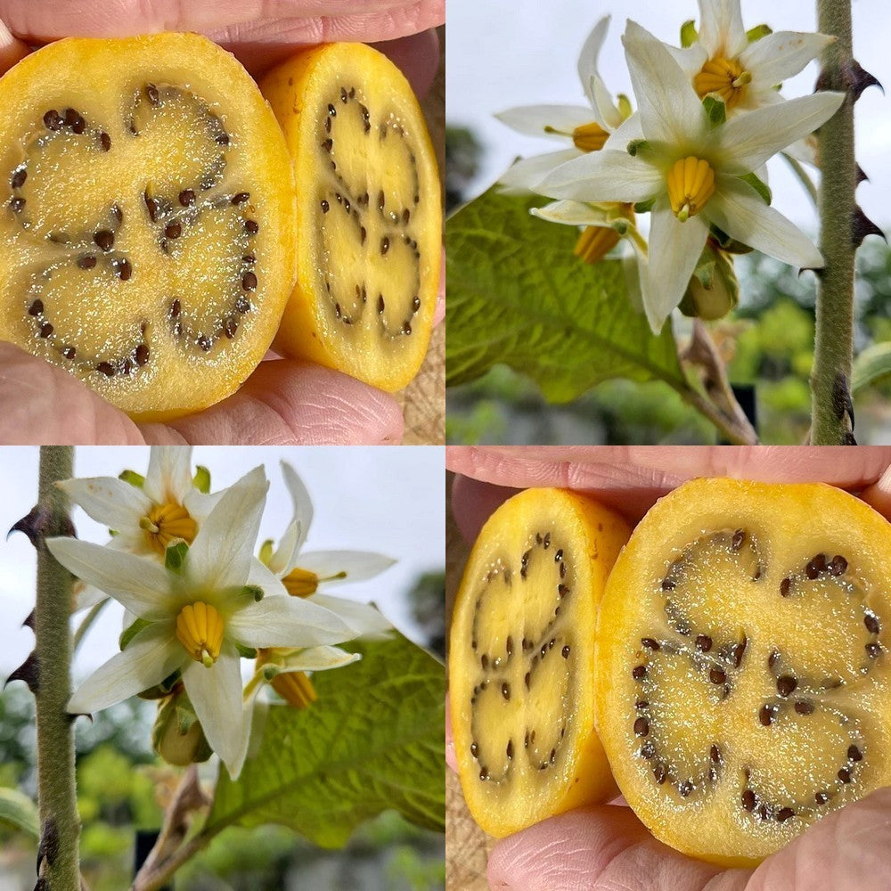 Brazilian Sunberry