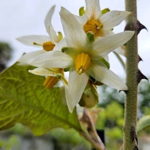 Brazilian Sunberry