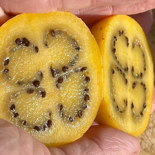 Brazilian Sunberry