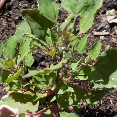 BROCCOLIMELDE