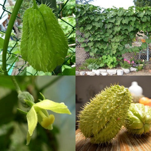 Chayote 'Pricky'