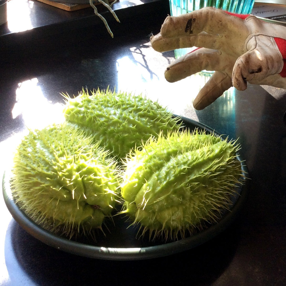 Chayote 'Pricky'
