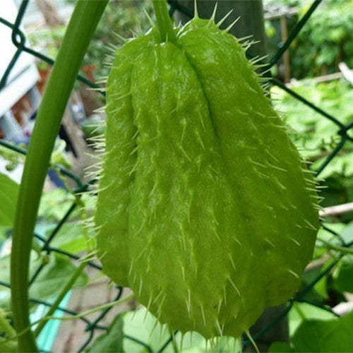 Chayote 'Pricky'