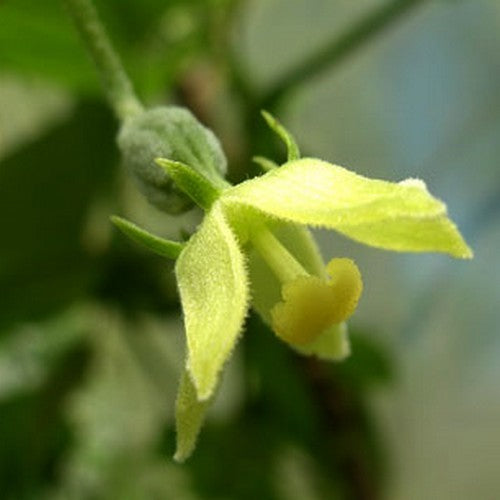 Chayote 'Pricky'