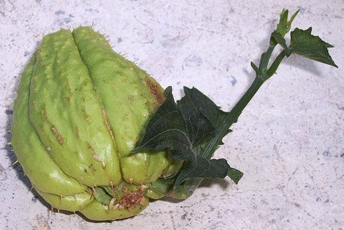 Chayote 'Pricky'