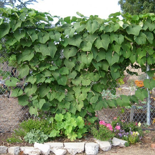 Chayote 'Pricky'