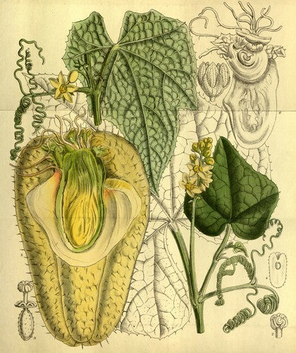 Chayote 'Pricky'