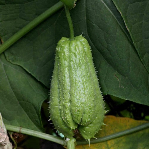 Chayote 'Pricky'