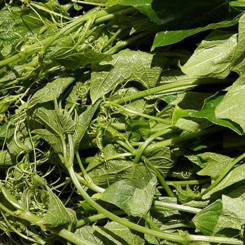 Chayote 'Smoothy'