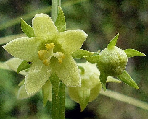 Chayote 'Smoothy'