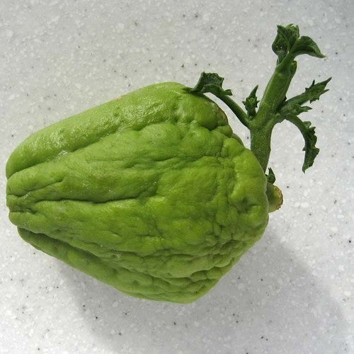 Chayote 'Smoothy'