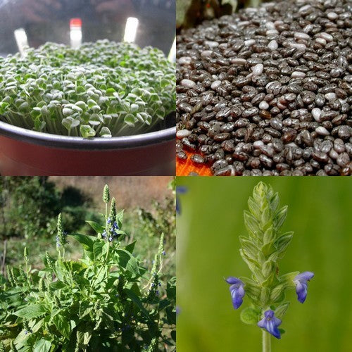 Chia 'Blackseeded' 40g