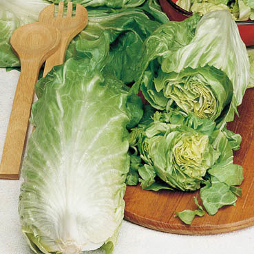 Green Loaf 'Pan di Zucchero' / 'Green and Blond' 3g