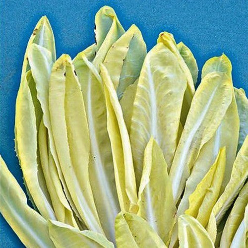 Blonde Groenlof 'Sauvage Blonde Améliorée' 5g