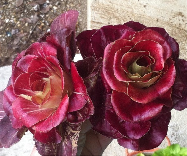 Rose lettuce 'Grumolo Rosso' 5g