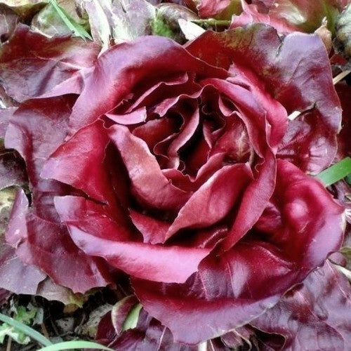 Rose lettuce 'Grumolo Rosso' 5g