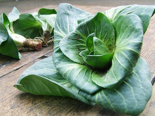 Groenlof 'Grumolo Verde' 5g