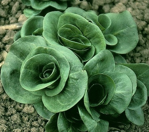 Groenlof 'Grumolo Verde' 5g