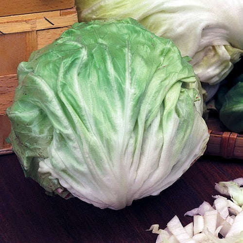 White Chicory 'Ball Winter White' 5g
