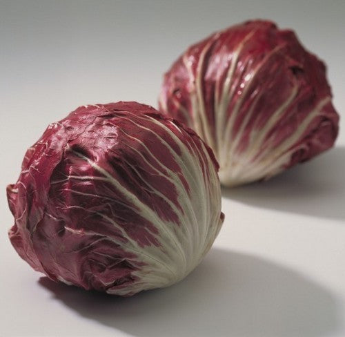 Roodlof 'Indigo'