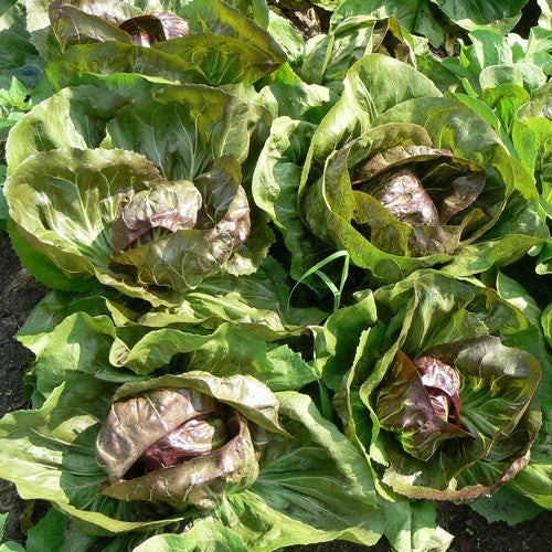 Roodlof 'Indigo'