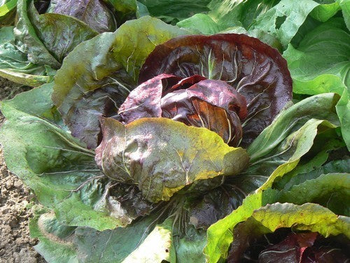 Roodlof 'Indigo'