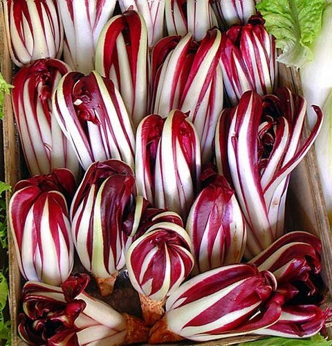 Red Chicory 'Rossa di Treviso Tardiva'