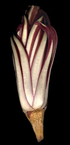 Red Chicory 'Rossa di Treviso Tardiva'