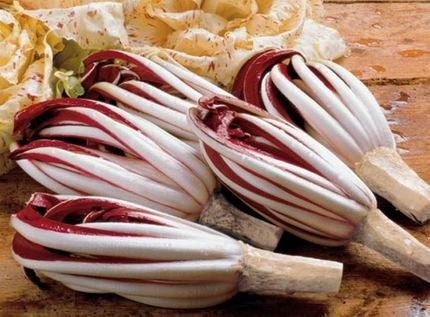 Red Chicory 'Rossa di Treviso Tardiva'