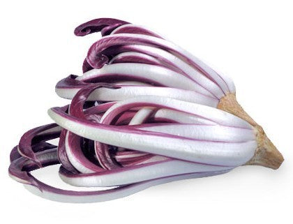 Red Chicory 'Rossa di Treviso Tardiva'