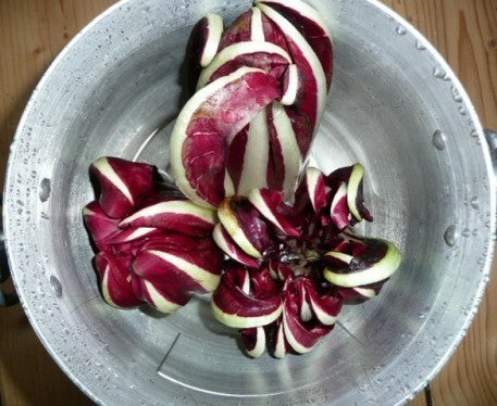 Red Chicory 'Rossa di Treviso Tardiva'