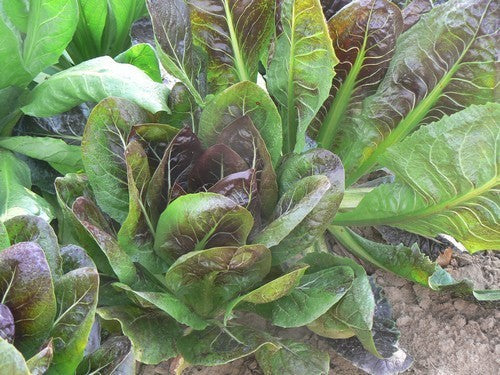 Red Chicory 'Red Palla Rossa' / 'Rosso di Chioggia' 3g