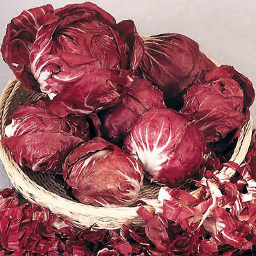 Red Chicory 'Red Palla Rossa' / 'Rosso di Chioggia' 3g