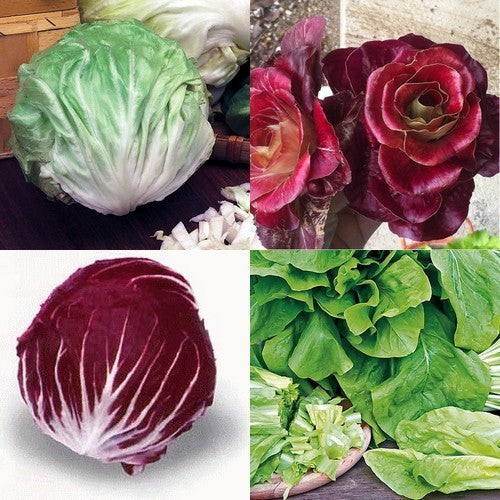 Rood- en Groenlof 'Radicchio Mix'