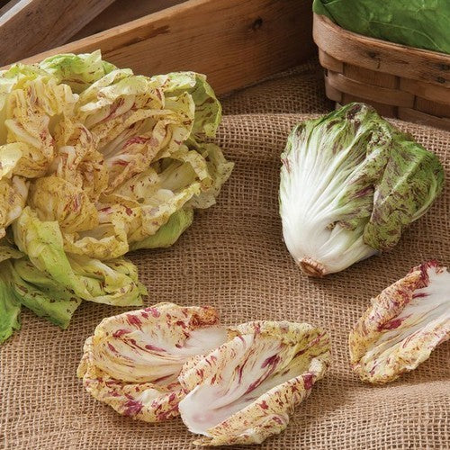 Variegated Chicory 'Variegata Precoce Romea' 5g