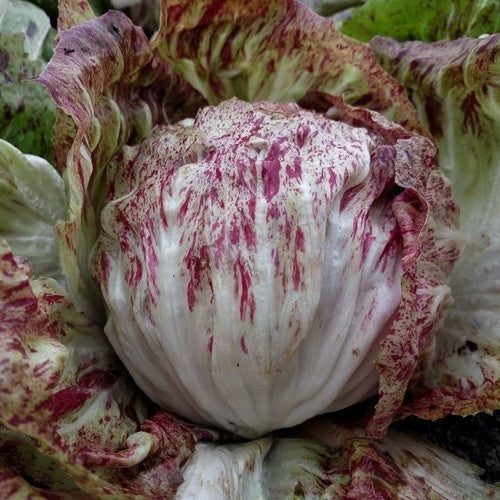 Variegated Chicory 'Variegata Precoce Romea' 5g