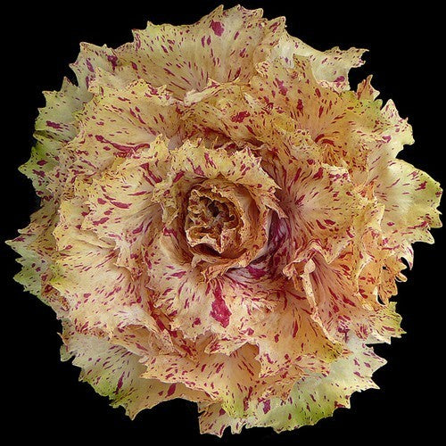 Variegated Chicory 'Variegata Precoce Romea' 5g