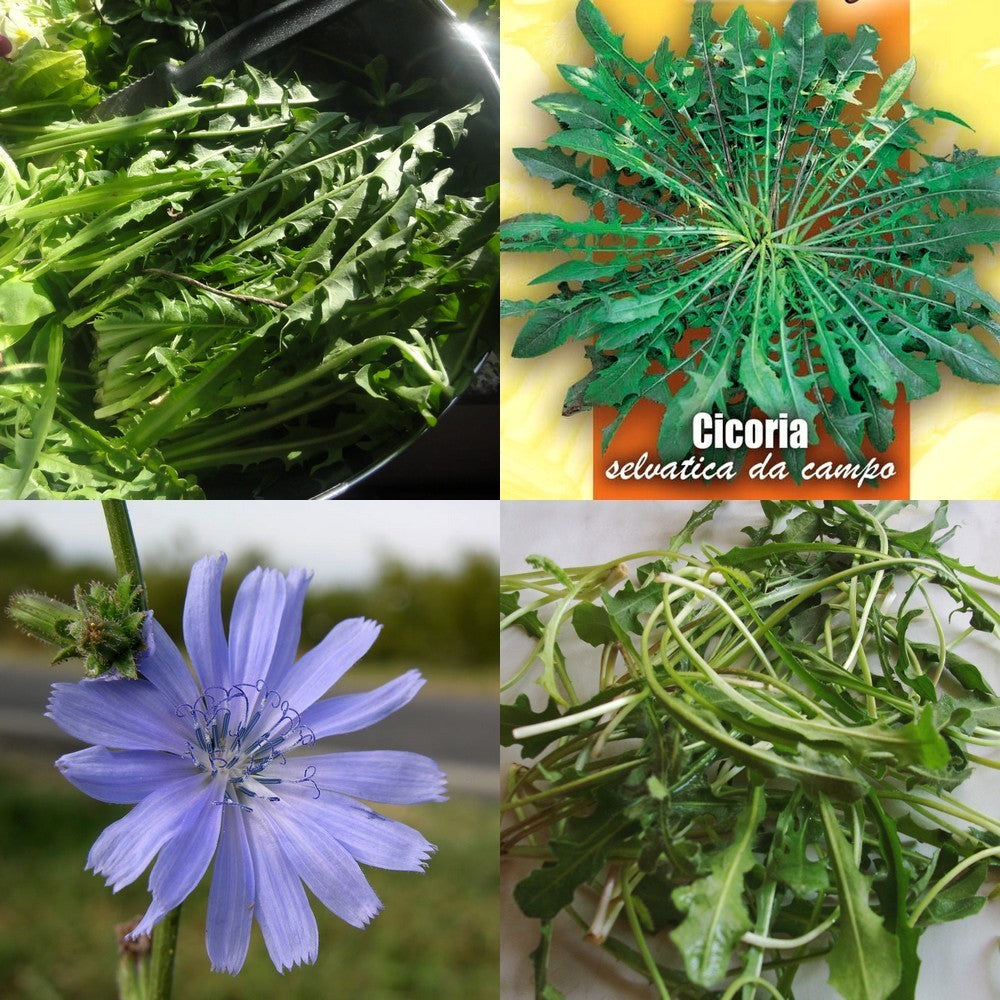 Capucienenbaard 'Selvatica Da Campo'