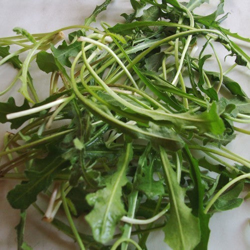 Capucienenbaard 'Selvatica Da Campo'