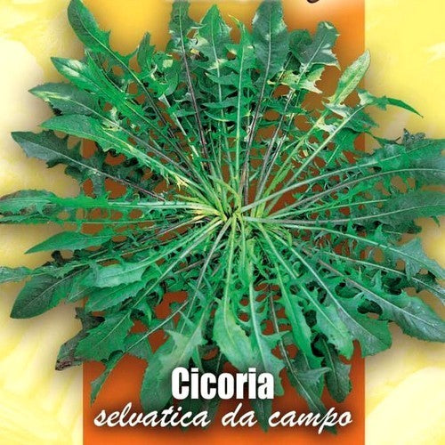 Capucienenbaard 'Selvatica Da Campo'