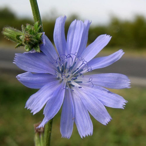 Capucienenbaard 'Selvatica Da Campo'