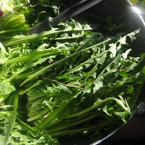 Capucienenbaard 'Selvatica Da Campo'