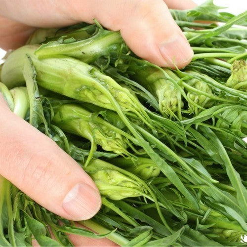 Capucienenbaard 'Catalogna Puntarelle Brindisina' 5g